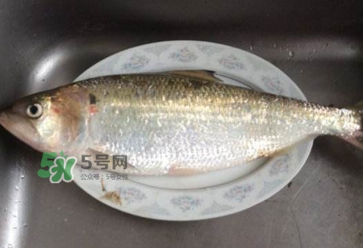 鰣魚怎么讀？鰣魚是什么魚