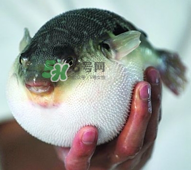 鰣魚和刀魚哪個貴？長江三鮮哪個最貴