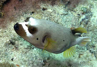 河豚魚是海鮮嗎？河豚魚是淡水魚嗎