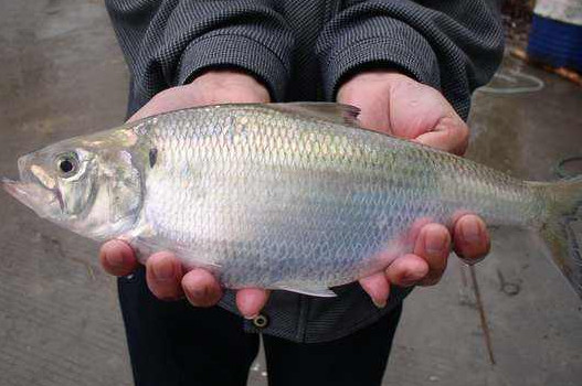 鰣魚是海魚還是淡水魚？鰣魚是發(fā)物嗎