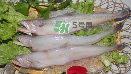 龍頭魚(yú)孕婦可以吃嗎？孕婦能吃龍頭魚(yú)嗎