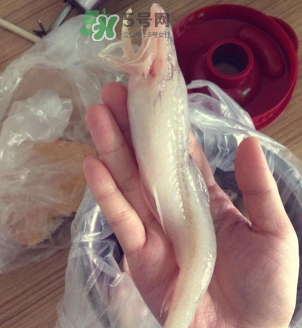 買龍頭魚怎么挑選？冰凍龍頭魚怎么去內(nèi)臟