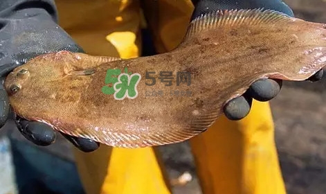 龍利魚是淡水魚嗎？龍利魚是巴沙魚嗎