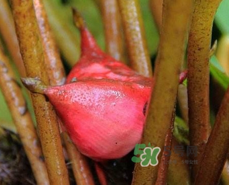 紅菱怎么吃？吃紅菱有什么好處？