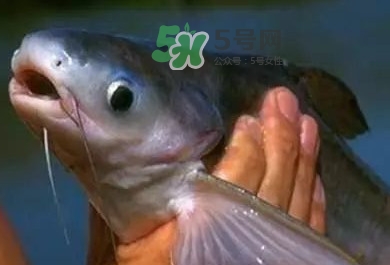 巴沙魚是鯰魚嗎？巴沙魚是海魚嗎