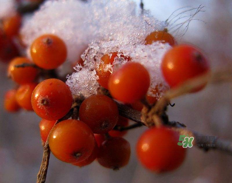 沙棘怎么吃？沙棘果的食用禁忌