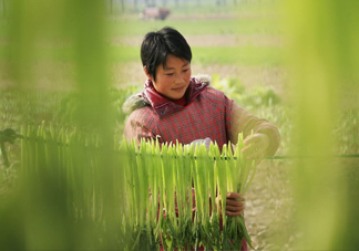 貢菜怎么保存？曬干的貢菜怎么泡發(fā)