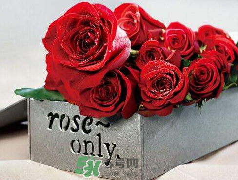 roseonly怎么樣？roseonly好看嗎？