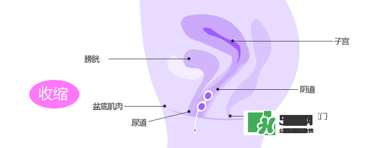 lelo露娜球如何使用方法？露娜球使用感受