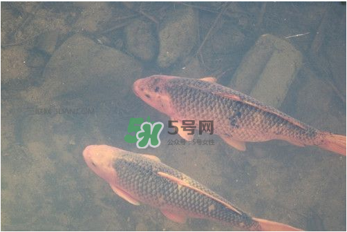 八月份釣魚用什么料好？八月份釣什么魚？