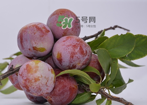 芙蓉李的營養(yǎng)價(jià)值 芙蓉李的功效與作用