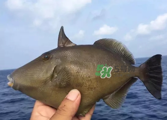 剝皮魚是什么魚？剝皮魚是深海魚嗎