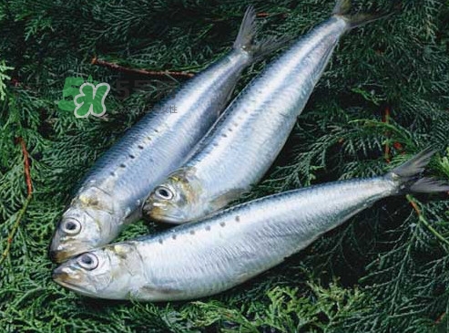 沙丁魚(yú)和秋刀魚(yú)有什么不一樣？秋刀魚(yú)和沙丁魚(yú)的區(qū)別