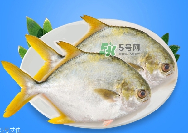 金鯧魚是海魚嗎？金鯧魚的刺多嗎？