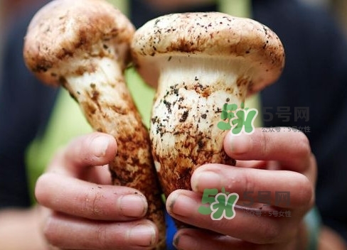 新鮮松茸用水焯嗎？新鮮松茸洗時用水浸泡嗎