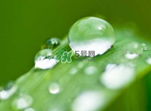 白露可以種什么菜？白露過后能種植什么蔬菜？