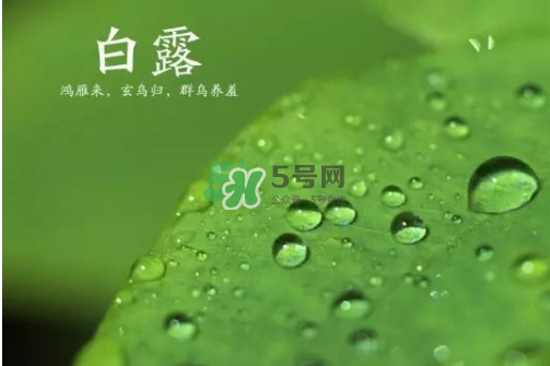 白露可以種什么菜？白露過后能種植什么蔬菜？