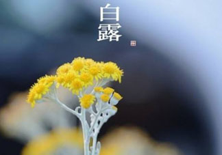 白露可以種什么菜？白露過(guò)后能種植什么蔬菜？