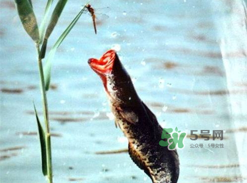 九月份可以釣黑魚嗎？9月份可以釣黑魚嗎？