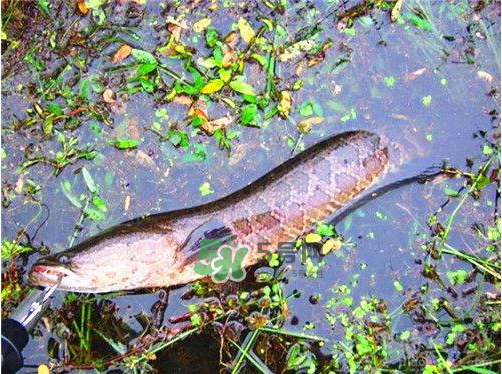 九月份可以釣黑魚嗎？9月份可以釣黑魚嗎？