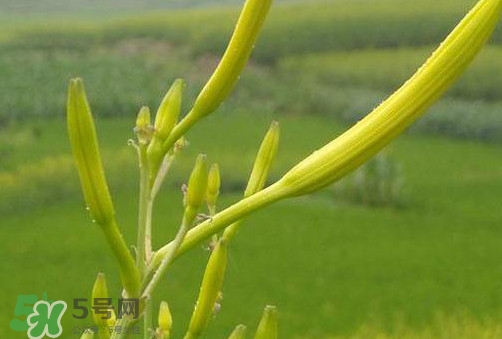 黃花菜是植物的什么部分？黃花菜要去芯嗎？