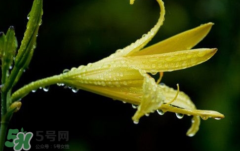 黃花菜什么時(shí)候種植？黃花菜什么時(shí)候采摘好