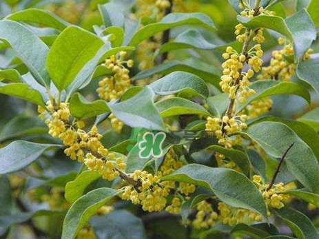 桂花樹(shù)種在院子哪里好？桂花樹(shù)種在家門(mén)口好嗎