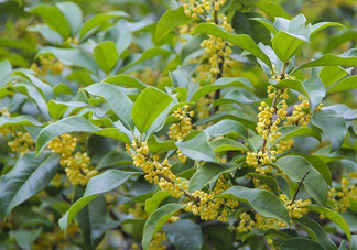 桂花樹種在院子哪里好？桂花樹種在家門口好嗎