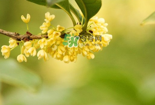 家里為什么不能種桂花？桂花為什么不能栽在家里