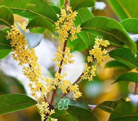 桂花樹(shù)種在院子哪里好？桂花樹(shù)種在家門(mén)口好嗎