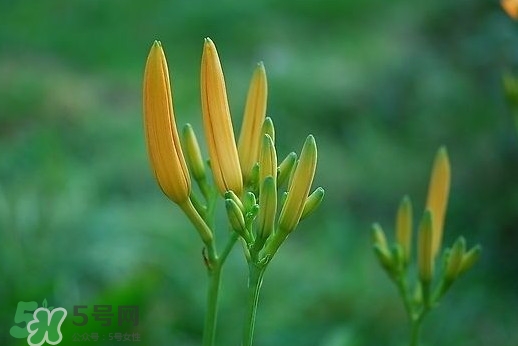 黃花菜什么時(shí)候種植？黃花菜什么時(shí)候采摘好