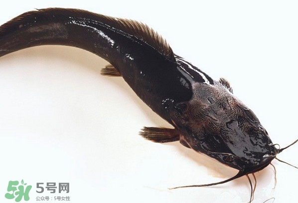 黑魚厲害還是鯰魚厲害？黑魚是世界上最臟的魚