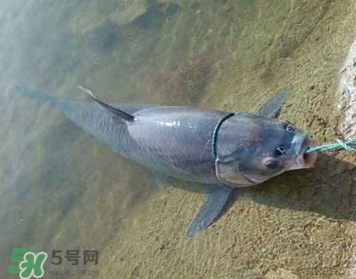 青魚怎么釣？釣青魚用什么餌料最好？