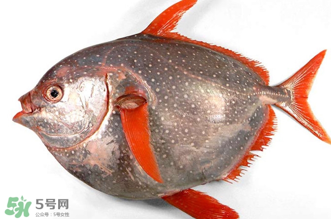 月亮魚是什么魚？月亮魚能吃嗎