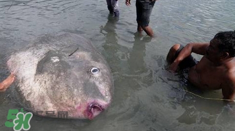 翻車(chē)魚(yú)能吃嗎？翻車(chē)魚(yú)有毒嗎