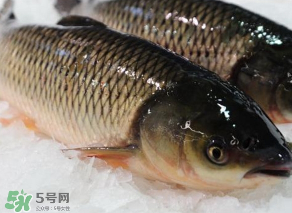 鯇魚是什么魚？鯇魚是怎樣來的