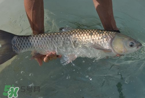 脆肉鯇是草魚嗎？脆肉鯇和草魚有什么區(qū)別