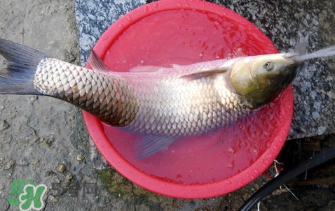 釣鯇魚(yú)用什么魚(yú)餌？鯇魚(yú)怎么做好吃