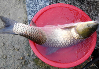 釣鯇魚用什么魚餌？鯇魚怎么做好吃