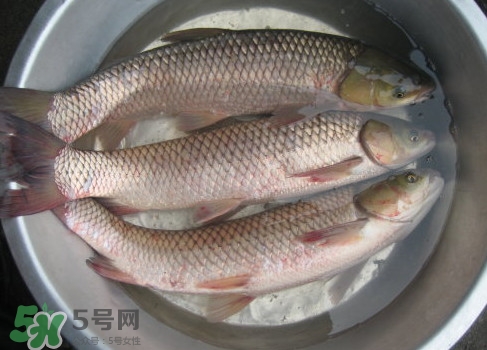 鯇魚是什么魚？鯇魚是怎樣來的