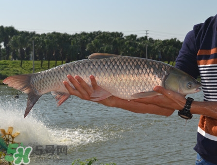 脆肉鯇可以做酸菜魚(yú)嗎？脆肉鯇什么季節(jié)有