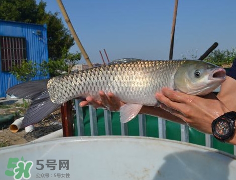 脆肉鯇是什么魚？脆肉鯇口感為什么是脆的