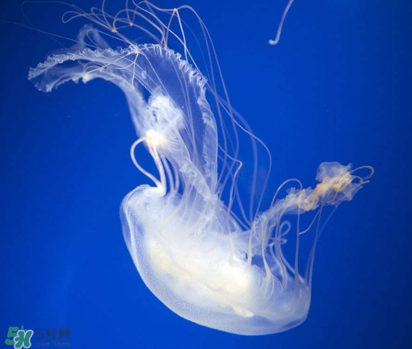 海蜇是生吃嗎？海蜇怎么吃？