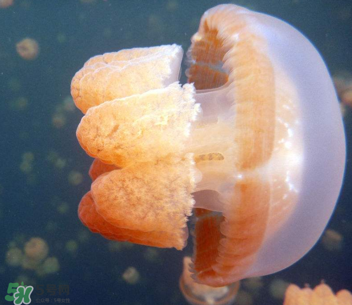 海蜇是生吃嗎？海蜇怎么吃？