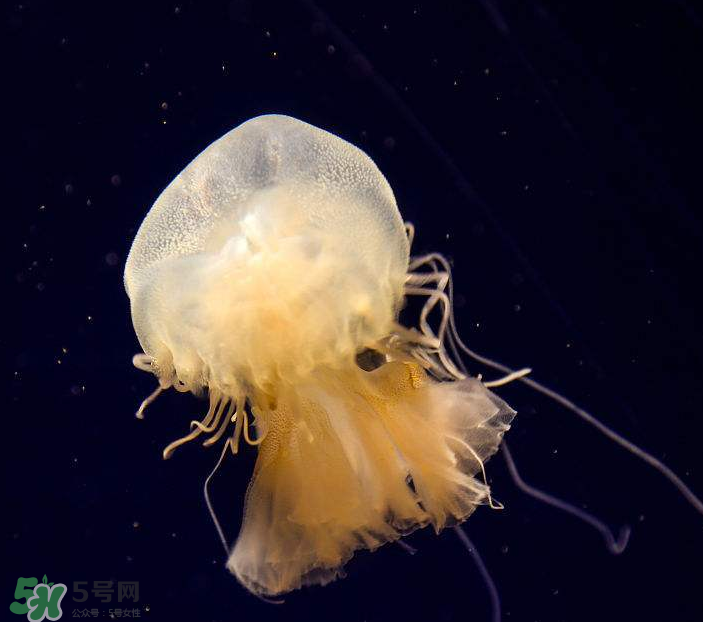 海蜇是生吃嗎？海蜇怎么吃？