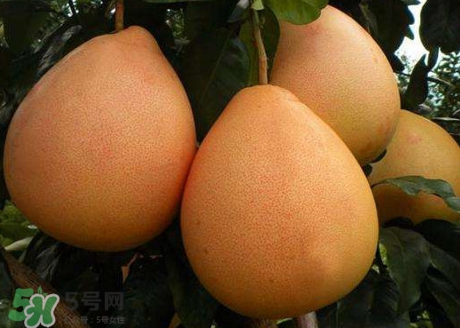 三紅蜜柚幾年結(jié)果？種三紅蜜柚好還是紅肉蜜柚好？