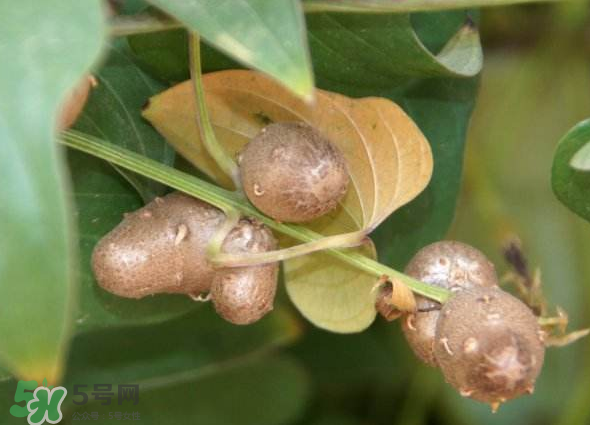 山藥豆能種植嗎？山藥豆怎么種？