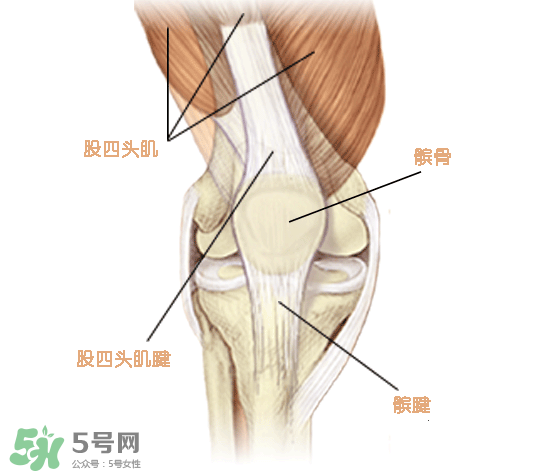 風濕可以吃螃蟹嗎？得了風濕能吃螃蟹嗎？