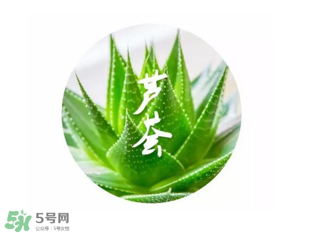 蘆薈膠的醫(yī)療作用有哪些？蘆薈膠的使用方法有哪些？