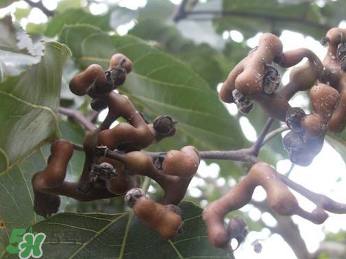 拐棗熬水喝有哪些好處？拐棗怎樣種植